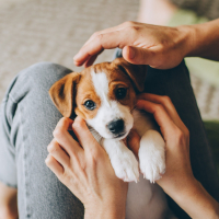 L'arrivée du chiot