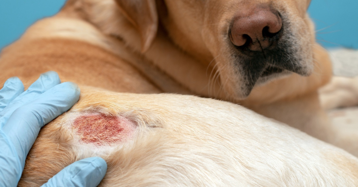 Les Probl mes De Peau Du Chien Comment L aider Et Le Soigner