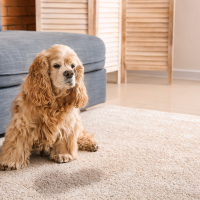 Les troubles urinaires du chien