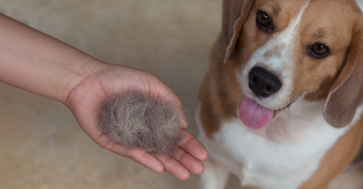 La perte de poils du chien pourquoi et comment agir