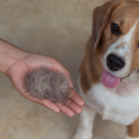 La perte de poils du chien