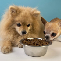 L'alimentation selon la taille du chien