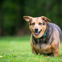 L'obésité du chien