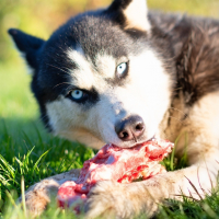 L'alimentation naturelle pour chien