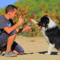 Les rudiments de l'éducation du chien