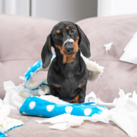 Les troubles comportementaux du chien