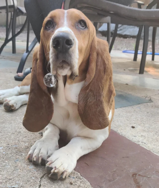 Illustration de l'article : 8 photos de chiens dont l'attitude énigmatique nous laisse perplexes