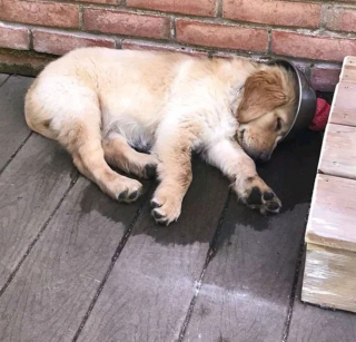 Illustration de l'article : 8 photos de chiens dont l'attitude énigmatique nous laisse perplexes