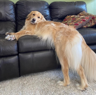 Illustration de l'article : 8 photos de chiens dont l'attitude énigmatique nous laisse perplexes