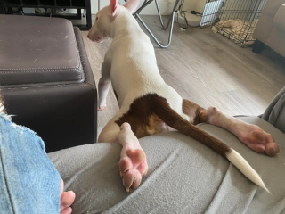 Illustration de l'article : 8 photos de chiens dont l'attitude énigmatique nous laisse perplexes