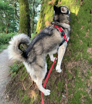 Illustration de l'article : 8 photos de chiens dont l'attitude énigmatique nous laisse perplexes