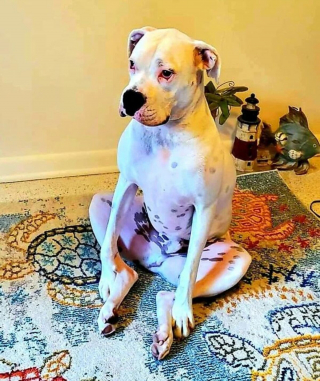 Illustration de l'article : 8 photos de chiens dont l'attitude énigmatique nous laisse perplexes