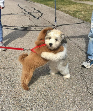 Illustration de l'article : 8 photos de chiens dont l'attitude énigmatique nous laisse perplexes