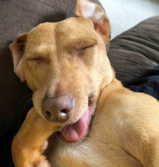 Illustration de l'article : 8 photos de chiens dont l'attitude énigmatique nous laisse perplexes