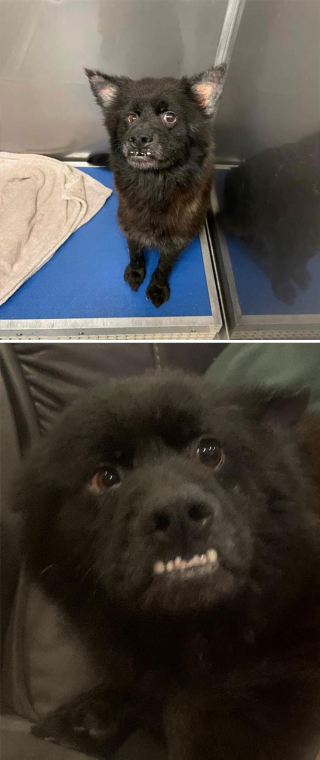 Illustration de l'article : 18 photos de chiens venant d'être adoptés et dont le bonheur est communicatif