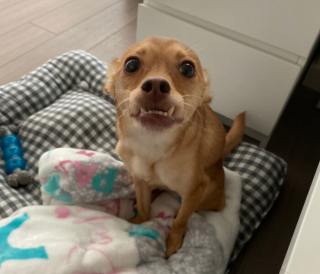 Illustration de l'article : 18 photos de chiens venant d'être adoptés et dont le bonheur est communicatif