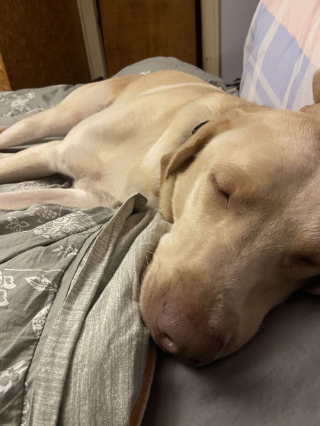 Illustration de l'article : 18 photos de chiens venant d'être adoptés et dont le bonheur est communicatif