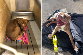 Illustration de l'article : 18 photos de chiens venant d'être adoptés et dont le bonheur est communicatif