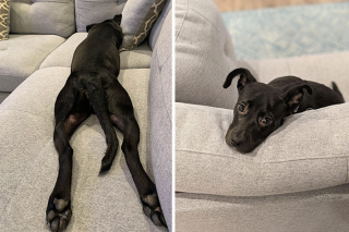 Illustration de l'article : 18 photos de chiens venant d'être adoptés et dont le bonheur est communicatif