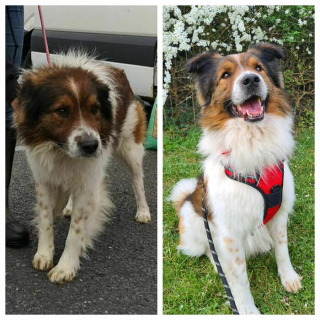 Illustration de l'article : 18 photos de chiens venant d'être adoptés et dont le bonheur est communicatif