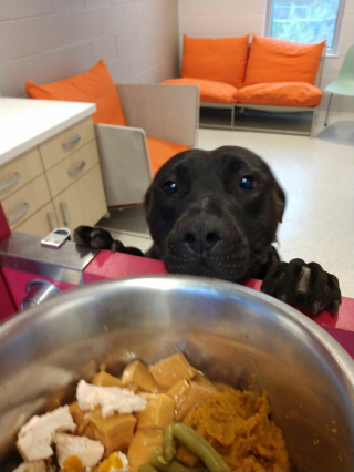 Illustration de l'article : 18 photos de chiens venant d'être adoptés et dont le bonheur est communicatif