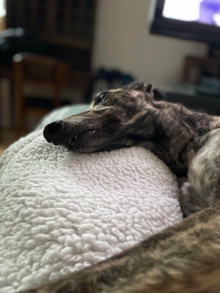 Illustration de l'article : 18 photos de chiens venant d'être adoptés et dont le bonheur est communicatif