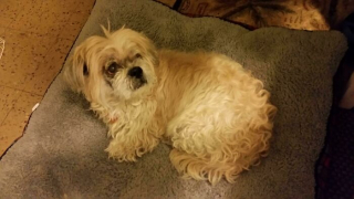 Illustration de l'article : 18 photos de chiens venant d'être adoptés et dont le bonheur est communicatif