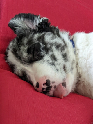 Illustration de l'article : 18 photos de chiens venant d'être adoptés et dont le bonheur est communicatif