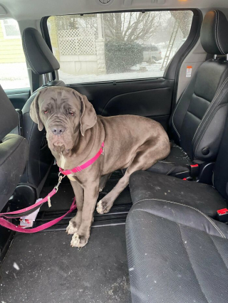 Illustration de l'article : 18 photos de chiens venant d'être adoptés et dont le bonheur est communicatif