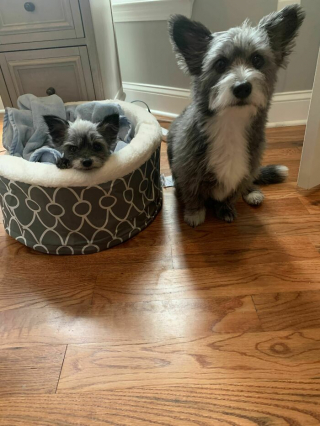 Illustration de l'article : 18 photos de chiens venant d'être adoptés et dont le bonheur est communicatif