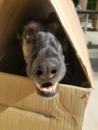 Illustration de l'article : 18 photos de chiens venant d'être adoptés et dont le bonheur est communicatif