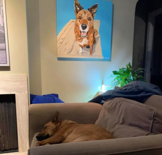 Illustration de l'article : 9 photos émouvantes de chiens passant leur toute première nuit dans leur nouveau foyer