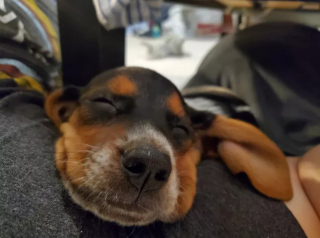 Illustration de l'article : 9 photos émouvantes de chiens passant leur toute première nuit dans leur nouveau foyer