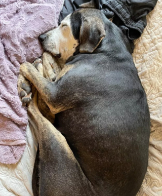 Illustration de l'article : 9 photos émouvantes de chiens passant leur toute première nuit dans leur nouveau foyer