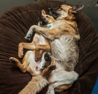 Illustration de l'article : 9 photos émouvantes de chiens passant leur toute première nuit dans leur nouveau foyer