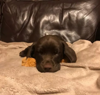 Illustration de l'article : 9 photos émouvantes de chiens passant leur toute première nuit dans leur nouveau foyer