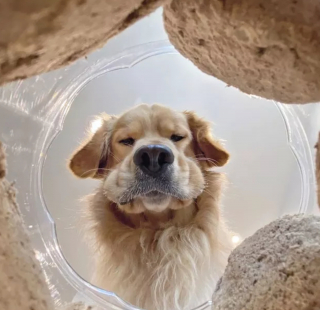Illustration de l'article : 16 photos montrant ce à quoi peut ressembler un chien vu d'en bas