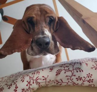 Illustration de l'article : 16 photos montrant ce à quoi peut ressembler un chien vu d'en bas