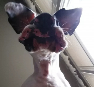 Illustration de l'article : 16 photos montrant ce à quoi peut ressembler un chien vu d'en bas