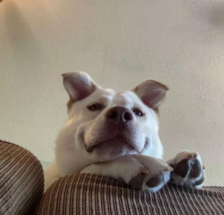 Illustration de l'article : 16 photos montrant ce à quoi peut ressembler un chien vu d'en bas