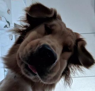 Illustration de l'article : 16 photos montrant ce à quoi peut ressembler un chien vu d'en bas