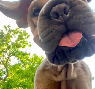 Illustration de l'article : 16 photos montrant ce à quoi peut ressembler un chien vu d'en bas
