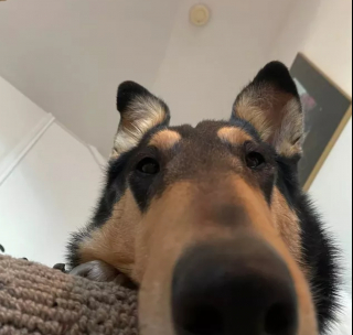 Illustration de l'article : 16 photos montrant ce à quoi peut ressembler un chien vu d'en bas