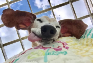 Illustration de l'article : 16 photos montrant ce à quoi peut ressembler un chien vu d'en bas