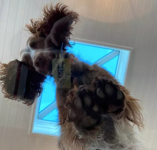 Illustration de l'article : 16 photos montrant ce à quoi peut ressembler un chien vu d'en bas