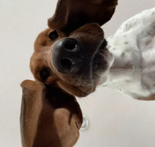 Illustration de l'article : 16 photos montrant ce à quoi peut ressembler un chien vu d'en bas
