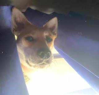 Illustration de l'article : 16 photos montrant ce à quoi peut ressembler un chien vu d'en bas