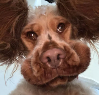 Illustration de l'article : 16 photos montrant ce à quoi peut ressembler un chien vu d'en bas