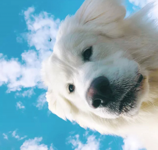 Illustration de l'article : 16 photos montrant ce à quoi peut ressembler un chien vu d'en bas