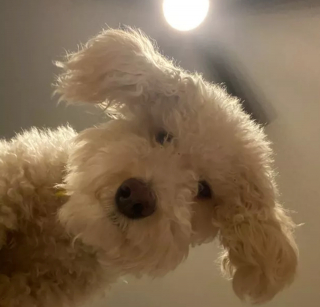 Illustration de l'article : 16 photos montrant ce à quoi peut ressembler un chien vu d'en bas